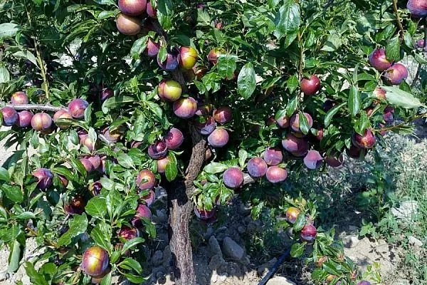 дерево сливы Алёнушка