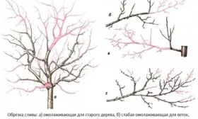 обрезка Сливы Алёнушка