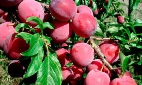 слива Алёнушка