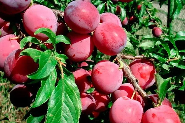 слива Алёнушка