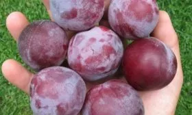 плоды Алёнушки