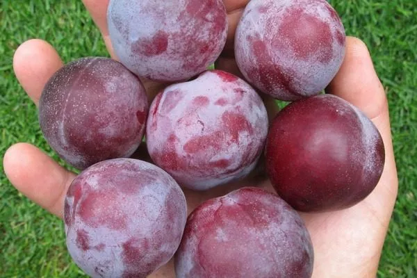 плоды Алёнушки