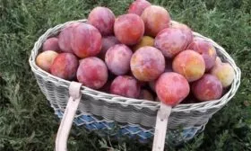 сбор урожая сливы Алёнушка