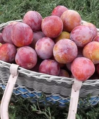 сбор урожая сливы Алёнушка