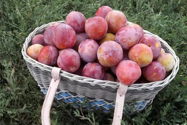 сбор урожая сливы Алёнушка