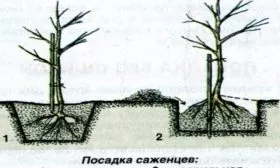 правильная и неправильная посадка сливы Алёнушка