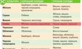 лучшие соседи сливы Алёнушка