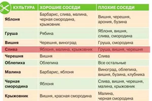 лучшие соседи сливы Алёнушка