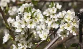 цветение сливы Алёнушка