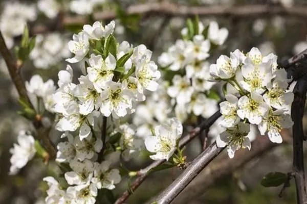цветение сливы Алёнушка