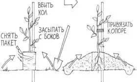 посадка сливы Алёнушка