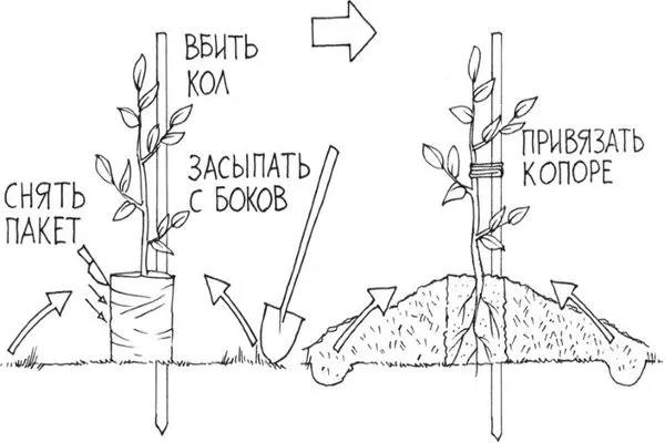 посадка сливы Алёнушка