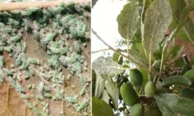 тля на сливе Алёнушка