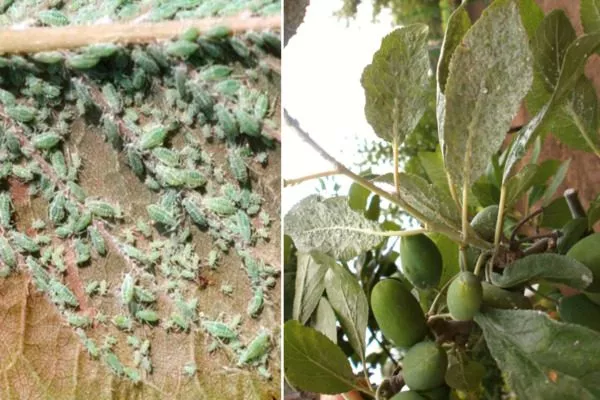 тля на сливе Алёнушка