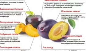 подкормки и обработки сливы Алёнушка