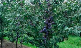 Слива Фиолетовая