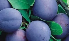 слива Гармония