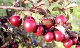 слива Голливуд