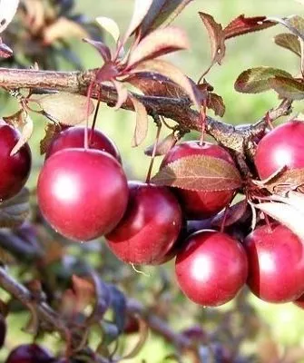 слива Голливуд