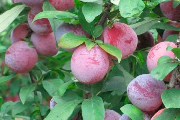 Плодоношение и урожайность