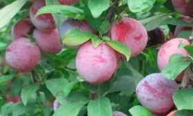 Плоды сливы