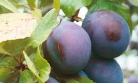 Слива Опал1