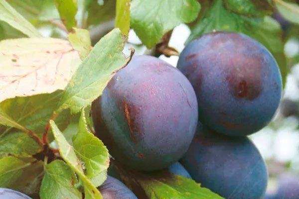 Слива Опал1