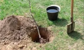 Слива Опал10