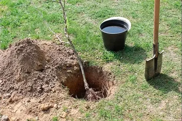 Слива Опал10