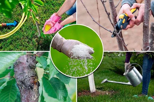 Слива Опал12