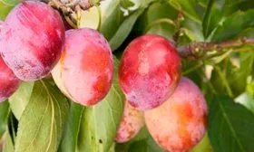 Слива Опал13