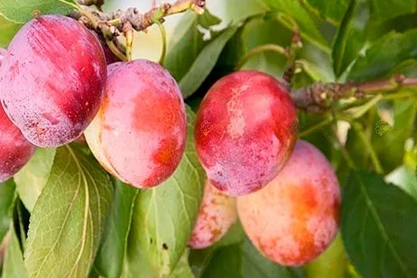 Слива Опал13