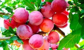 Слива Опал2