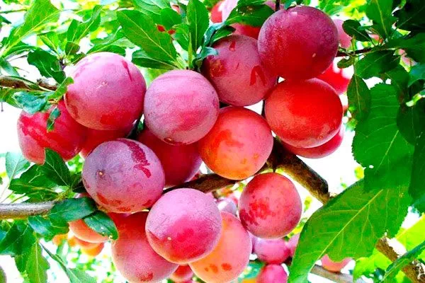 Слива Опал2