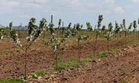 Слива Опал4