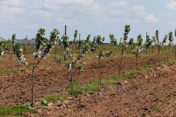 Слива Опал4