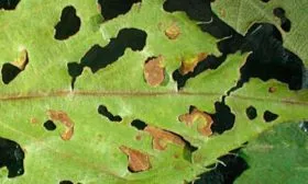 Слива Опал7