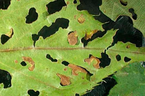 Слива Опал7