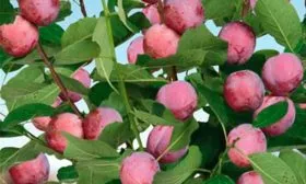 Слива Опал9