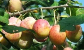 слива Память Тимирязева