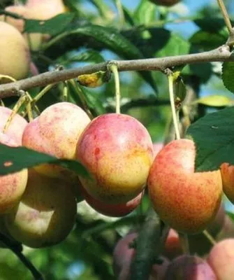 слива Память Тимирязева