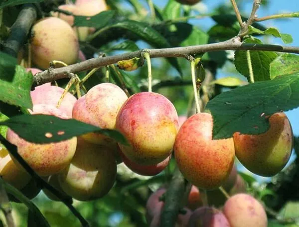 слива Память Тимирязева