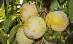 Слива Ренклод колхозный