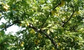 Слива Ренклод колхозный - Как выглядит дерево