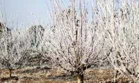 Слива Ренклод колхозный - Морозостойкость