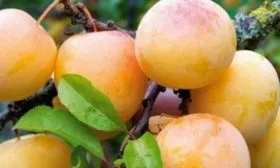 Слива Ренклод колхозный - описание плодов