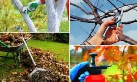 Слива Ренклод колхозный - подготовка к зиме