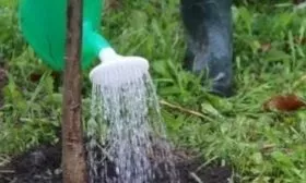 Слива Ренклод колхозный - полив