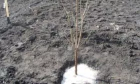 Слива Ренклод колхозный - посадка