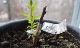 Слива Ренклод колхозный - размножение сливы черенками